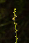 Incised agrimony